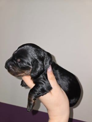 Les chiots de Teckel poil long