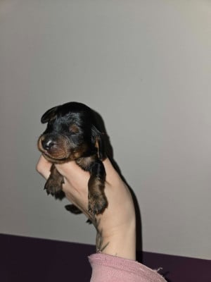 Les chiots de Teckel poil long