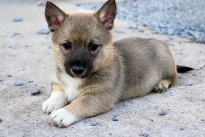 Les chiots de Spitz des Visigoths