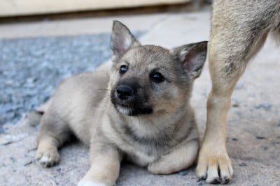 Les chiots de Spitz des Visigoths