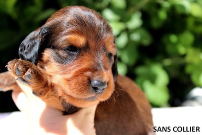 Les chiots de Teckel poil long