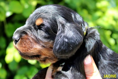 Les chiots de Teckel poil long