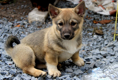 Les chiots de Spitz des Visigoths