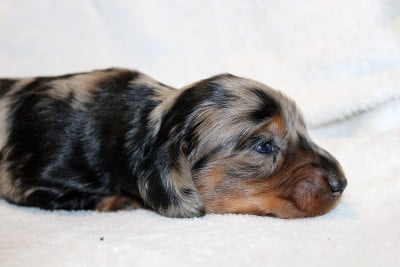 Les chiots de Teckel poil long