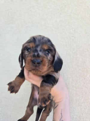 Les chiots de Teckel poil long