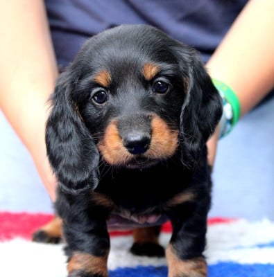 Les chiots de Teckel poil long