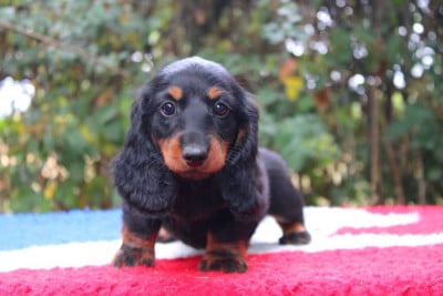 Les chiots de Teckel poil long