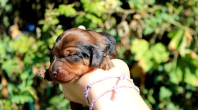 Les chiots de Teckel poil long