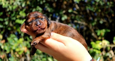 Les chiots de Teckel poil long