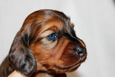 Les chiots de Teckel poil long