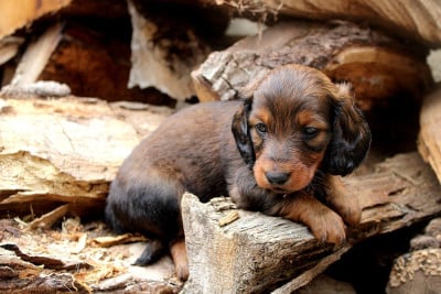 Les chiots de Teckel poil long