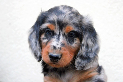 Les chiots de Teckel poil long