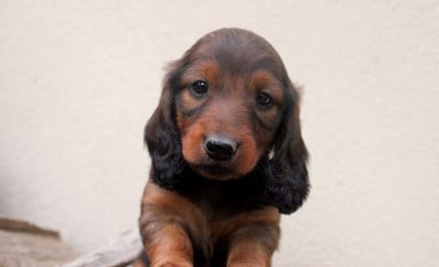 Les chiots de Teckel poil long