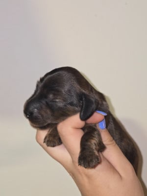 Les chiots de Teckel poil long