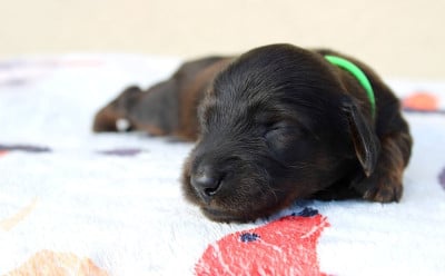 Les chiots de Teckel poil long