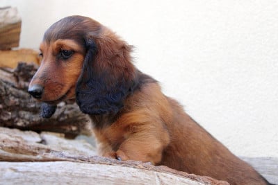 Les chiots de Teckel poil long