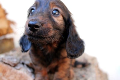 Les chiots de Teckel poil long