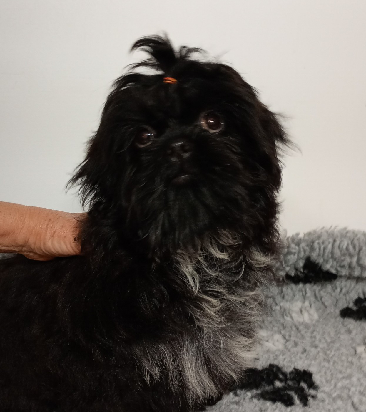 Ankara du domaine des plaines d'argent