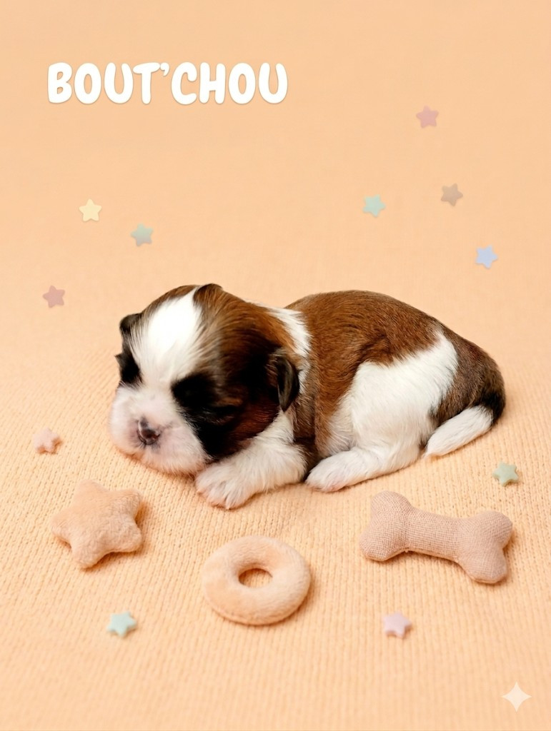boutchou - Shih Tzu