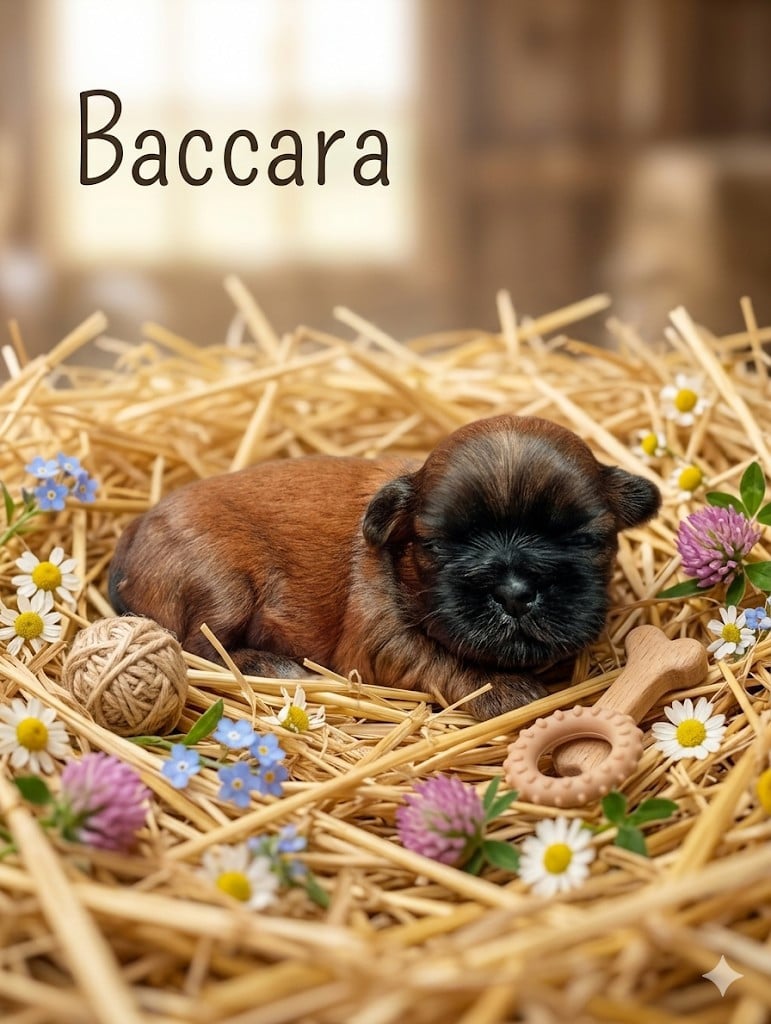 Shih Tzu - Du Domaine Des Plaines D'Argent