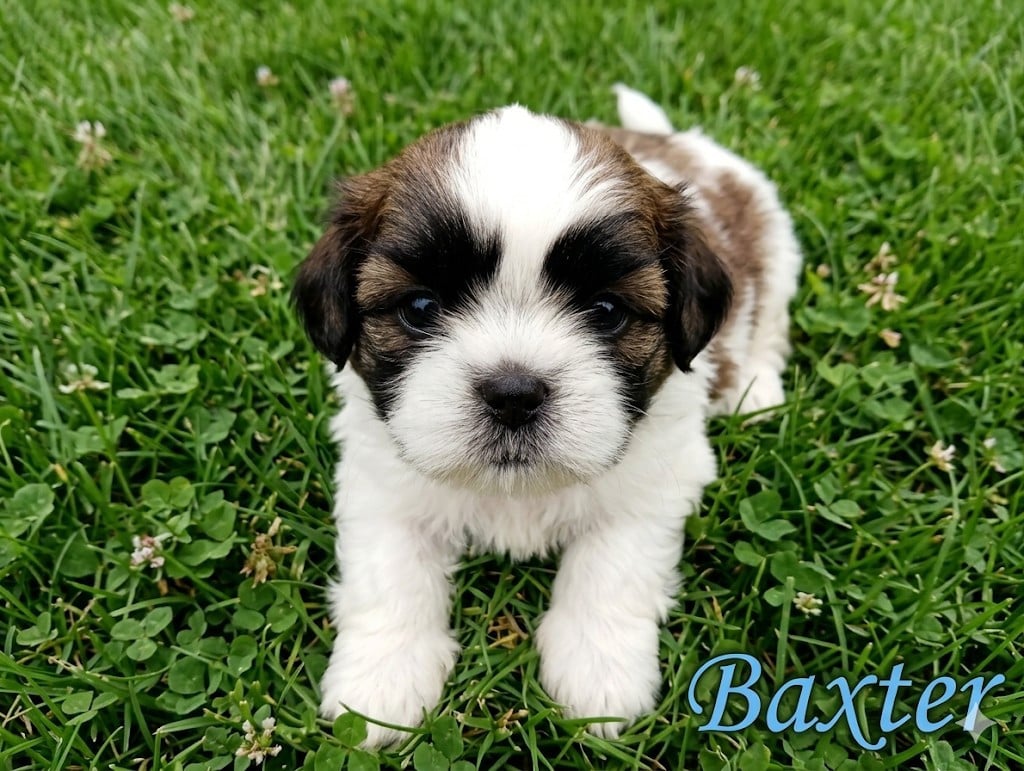 Shih Tzu - Du Domaine Des Plaines D'Argent