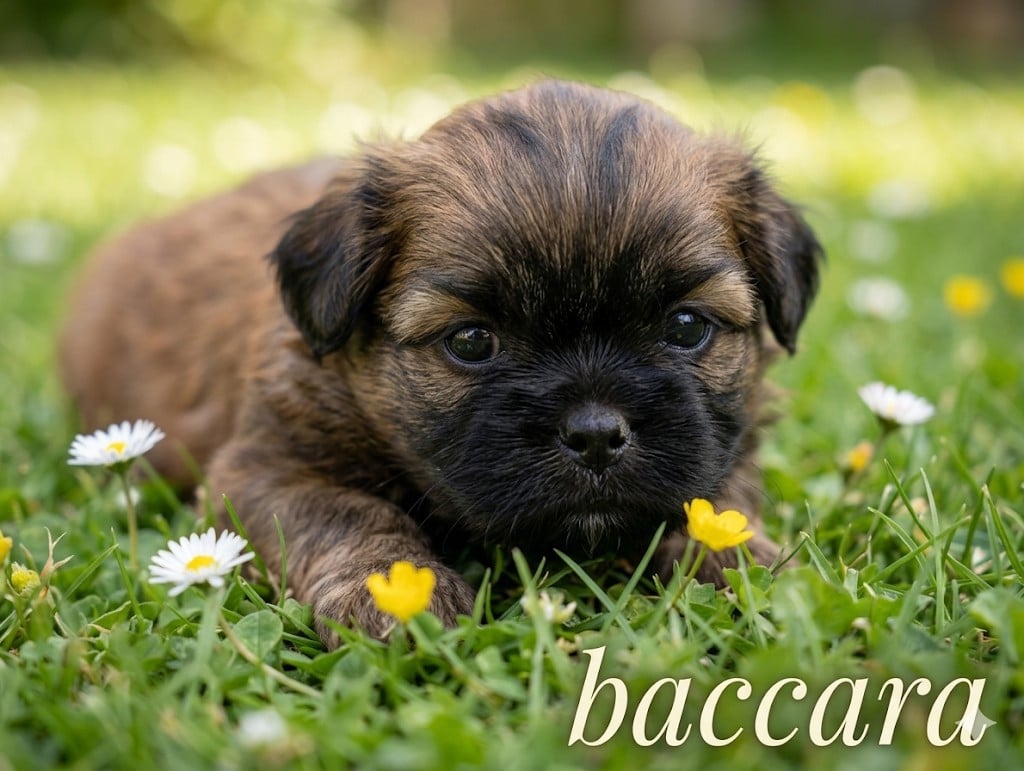 Shih Tzu - Du Domaine Des Plaines D'Argent