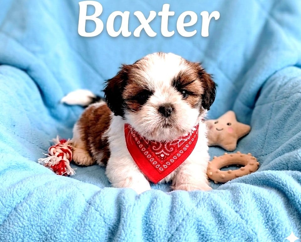 Shih Tzu - Du Domaine Des Plaines D'Argent