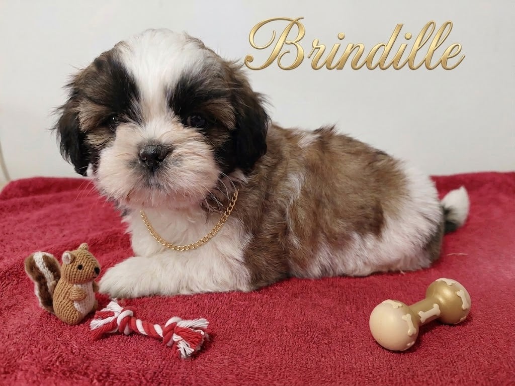 Shih Tzu - Du Domaine Des Plaines D'Argent