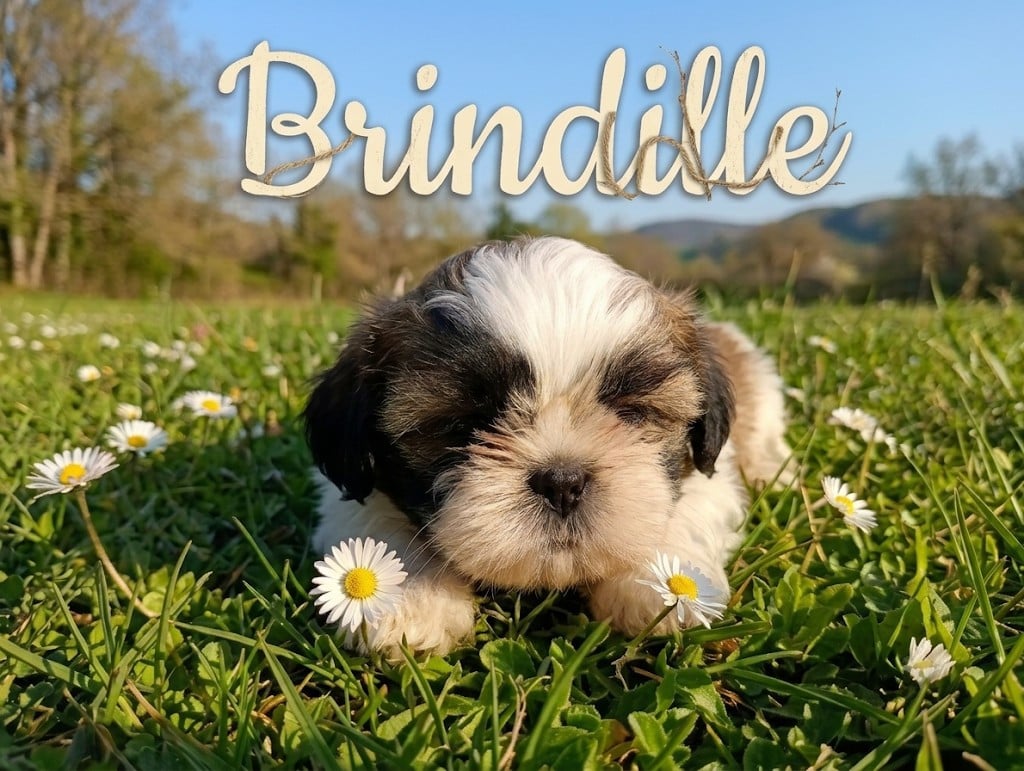 Shih Tzu - Du Domaine Des Plaines D'Argent