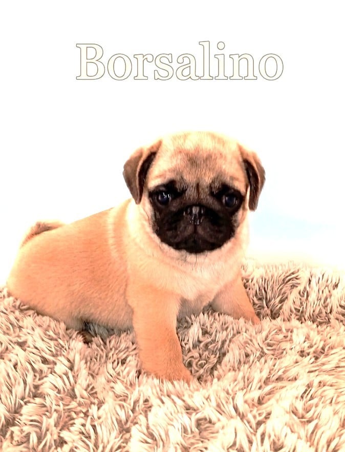 Borsalino du domaine des plaines d'argent