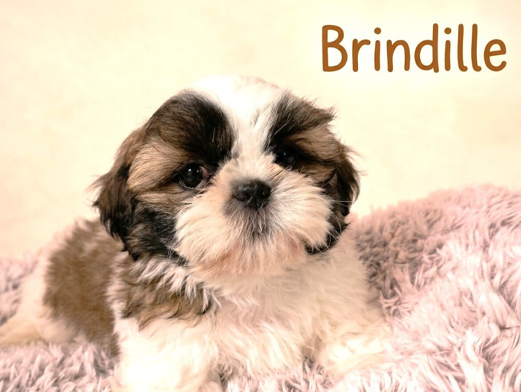 Shih Tzu - Du Domaine Des Plaines D'Argent