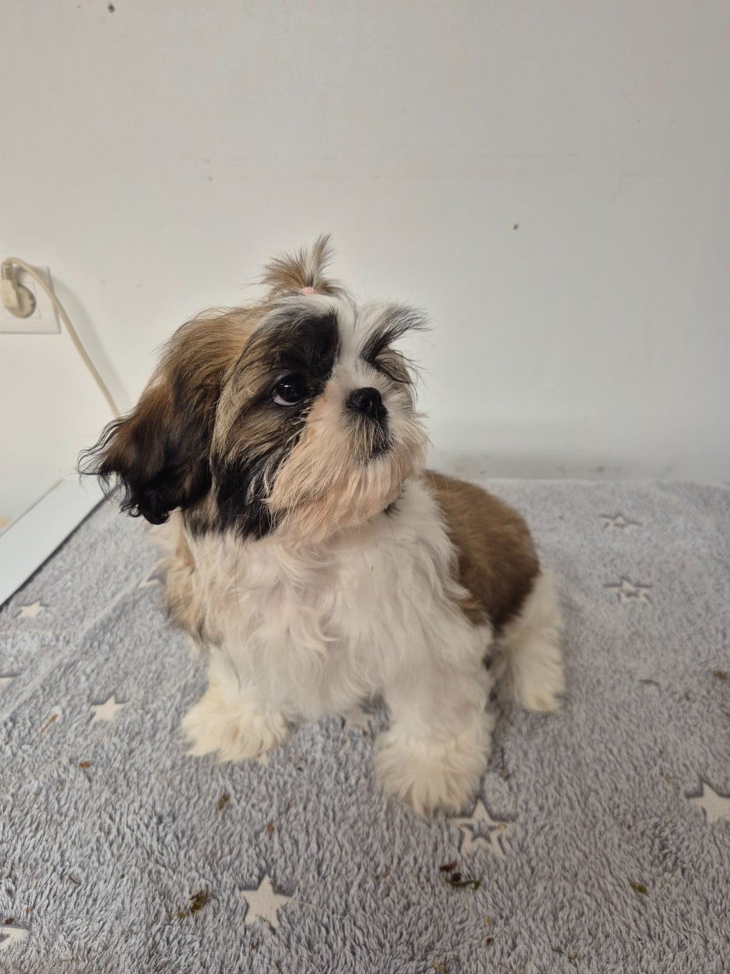 Shih Tzu - Du Domaine Des Plaines D'Argent