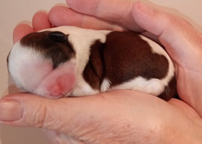 Les chiots de Shih Tzu