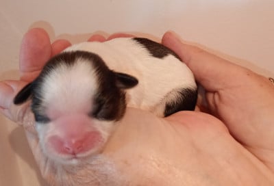 Les chiots de Shih Tzu