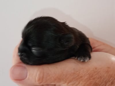 Les chiots de Shih Tzu