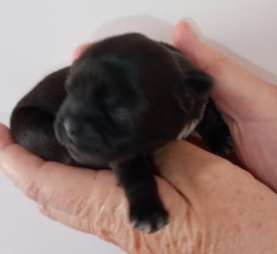 Les chiots de Shih Tzu