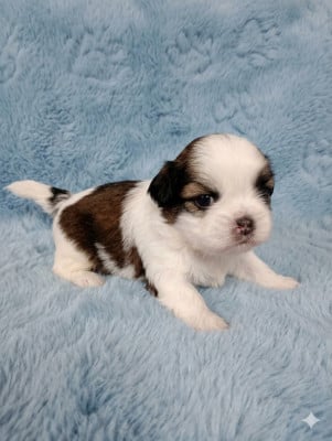 Les chiots de Shih Tzu