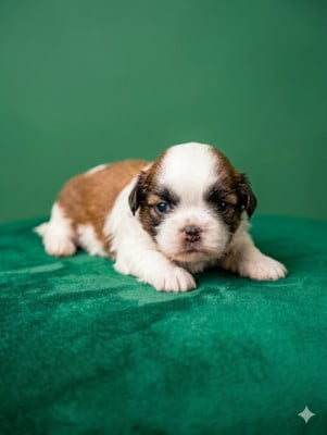 Les chiots de Shih Tzu
