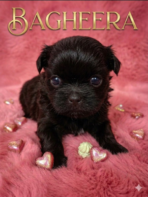 Les chiots de Shih Tzu