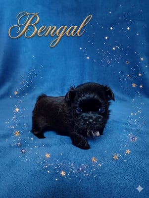 Les chiots de Shih Tzu