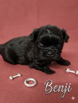Les chiots de Shih Tzu