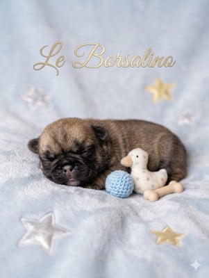 Les chiots de Carlin