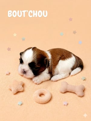 Les chiots de Shih Tzu