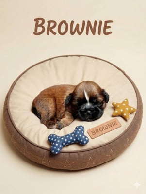 Les chiots de Shih Tzu
