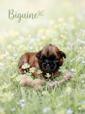 Les chiots de Shih Tzu