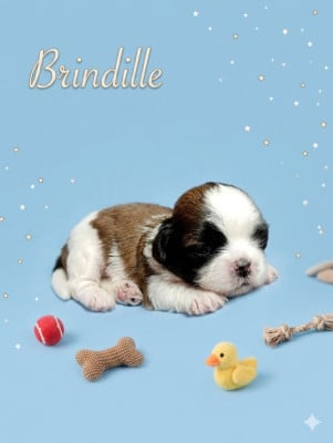 Les chiots de Shih Tzu