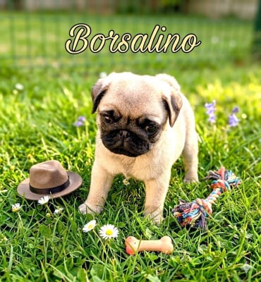 Les chiots de Carlin
