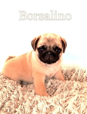 Les chiots de Carlin
