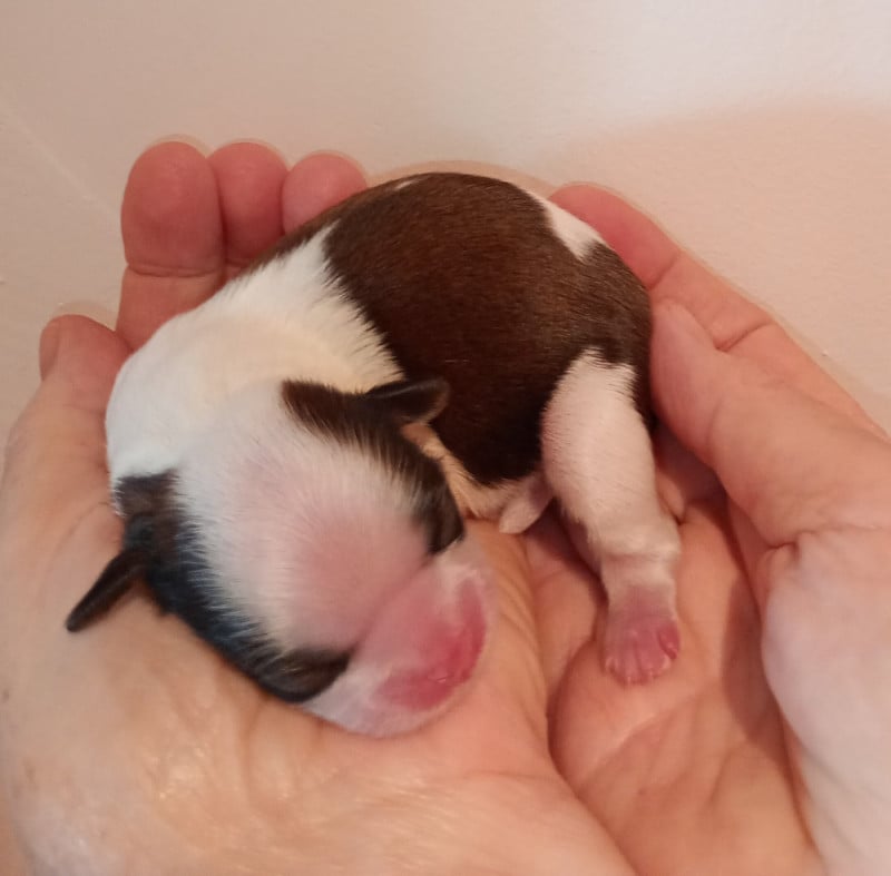 Shih Tzu - Du Domaine Des Plaines D'Argent