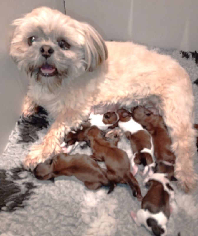 Shih Tzu - Du Domaine Des Plaines D'Argent